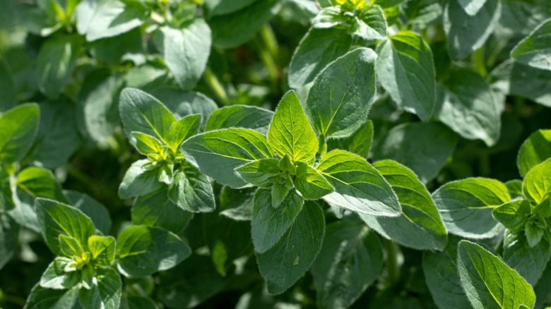 Greek oregano leaves growing in garden