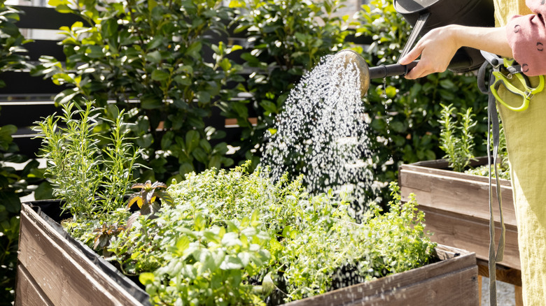 Woman watering herbs in her garden