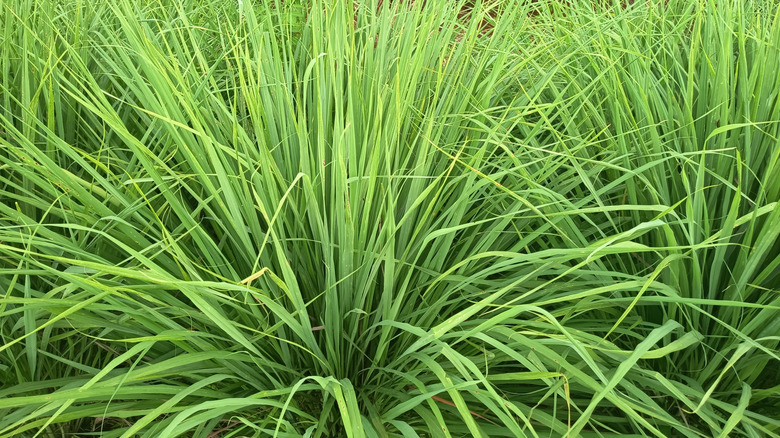 Lemongrass herb growing in garden