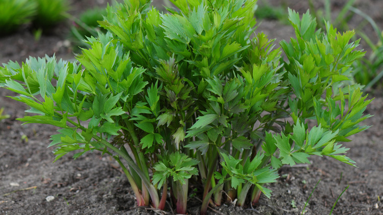 Lovage planted in soil in garden