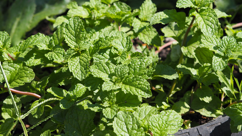 Peppermint leaves receiving sunlight in garden