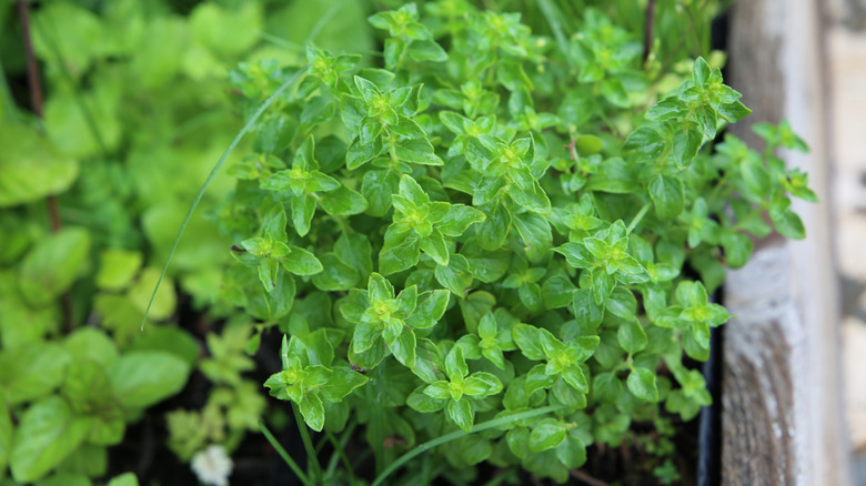 Pot marjoram growing in garden