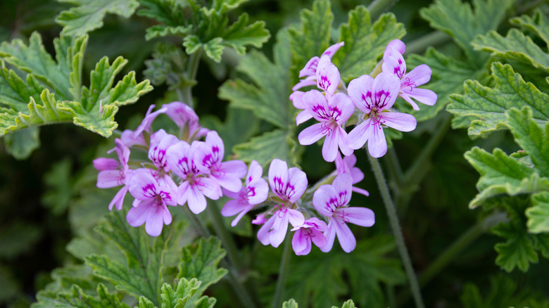 Pink scented geranium flowers along with leaves growing in garden