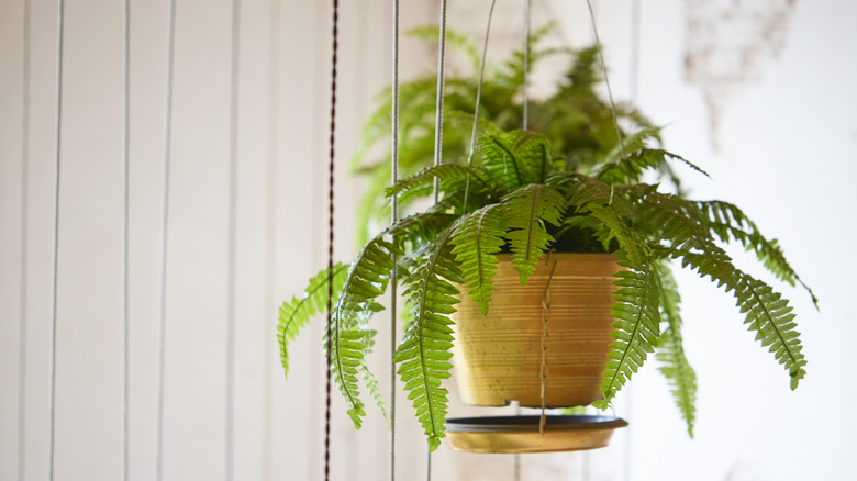 boston fern hanging inside