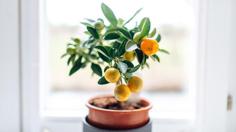 mandarin tree by window