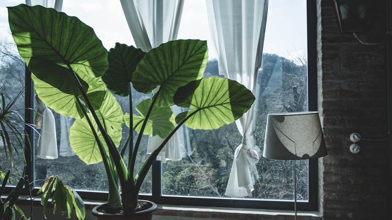 elephant ear near window indoors