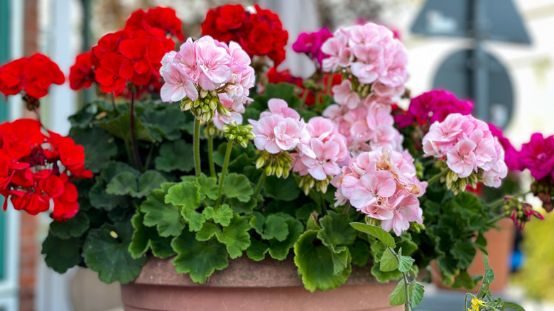 pink geraniums in pot