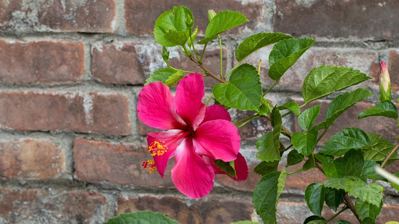 pink hibiscus flower outside