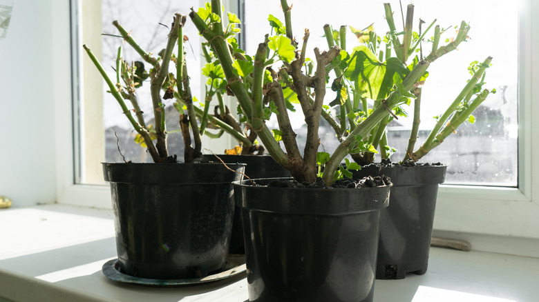 cut geraniums on windowsill