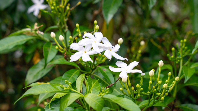 jasmine bush with white flowers