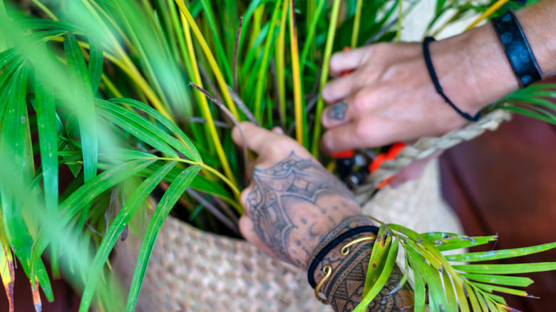 parlor palm in pot