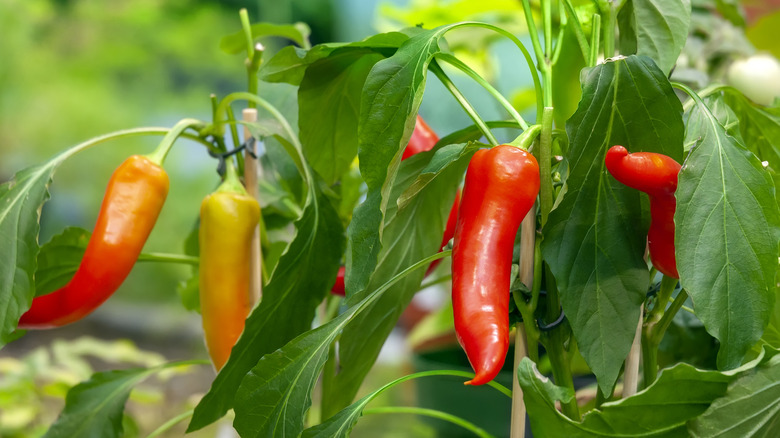 red peppers on plant