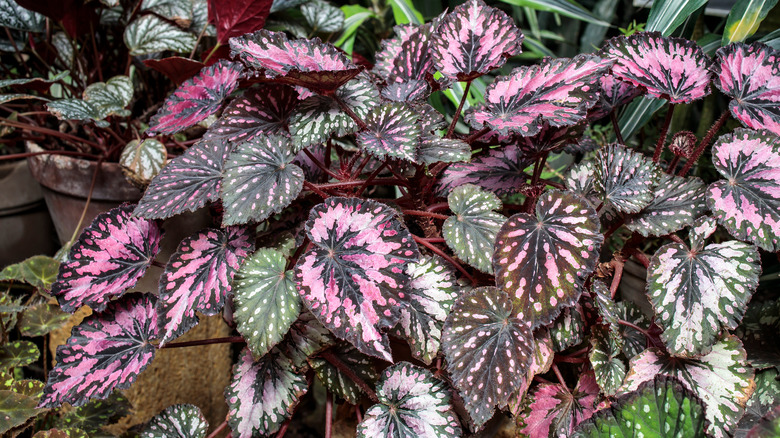 rex begonias in pot