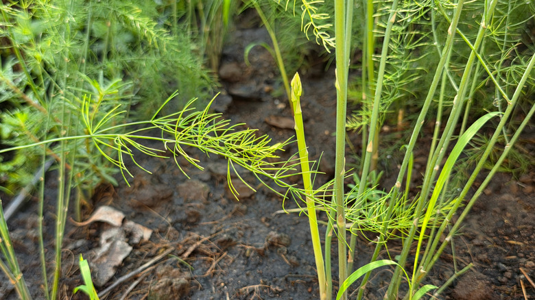 Asparagus plants growing in the garden showing the soft fern-like foliage and an emerging spear
