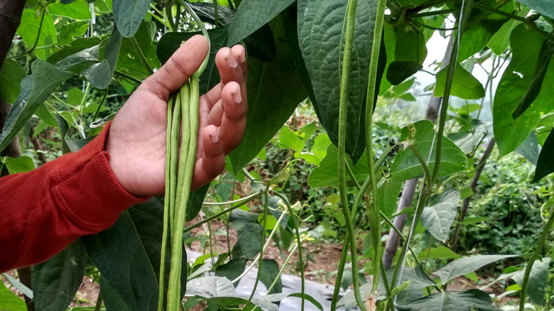 Gardener's hand holding some long black-eyed peas ready to harvest off the plant