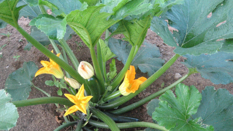 A 'Dark Star' zucchini plant growing in the garden