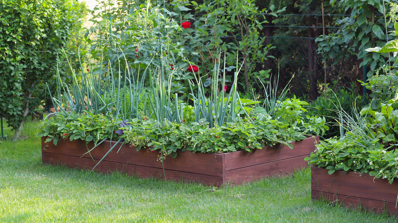 Large home vegetable gardens in raised beds with a variety of different crops