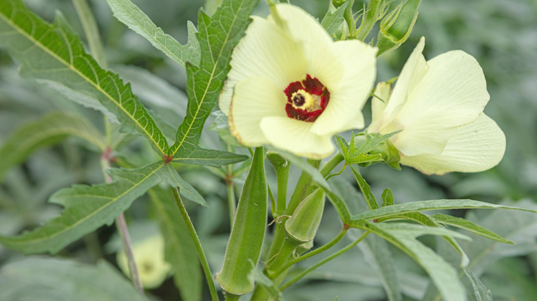 Closeup of an okra plant in the garden showing the pretty flowers and developing fruit