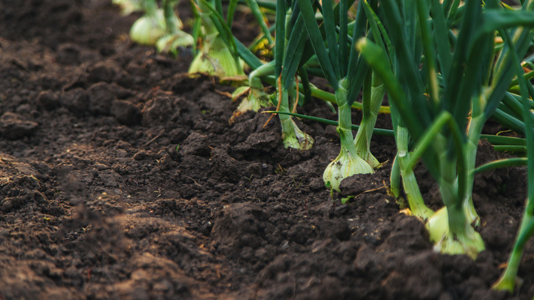 A nice crop of onions growing in a garden bed