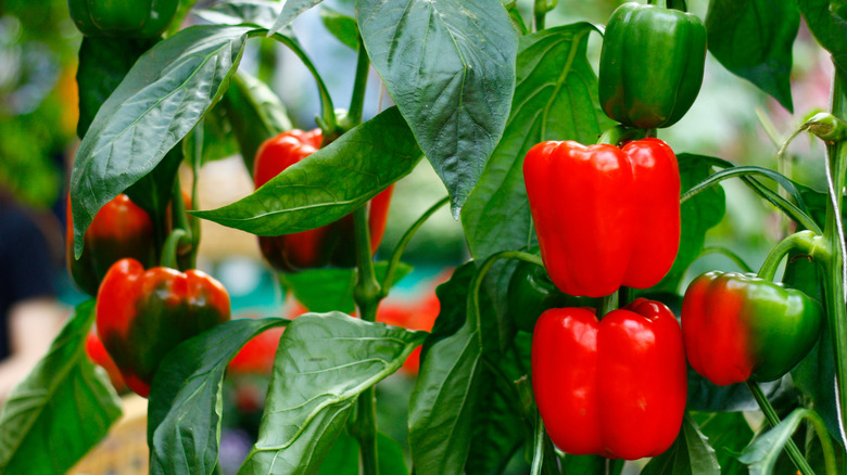A healthy bell pepper plant with plenty of fruit in various shades of red and green.