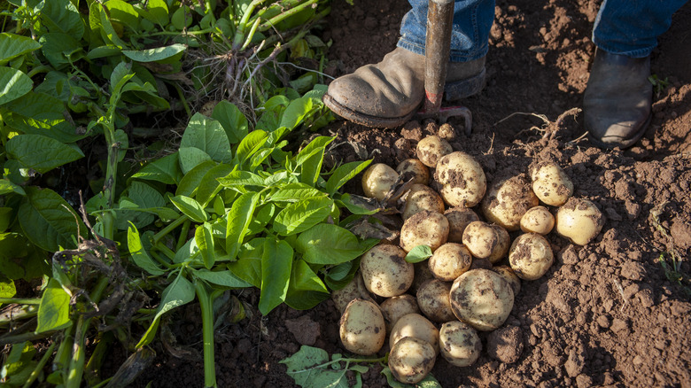 Gardener digging up new potatoes in the garden