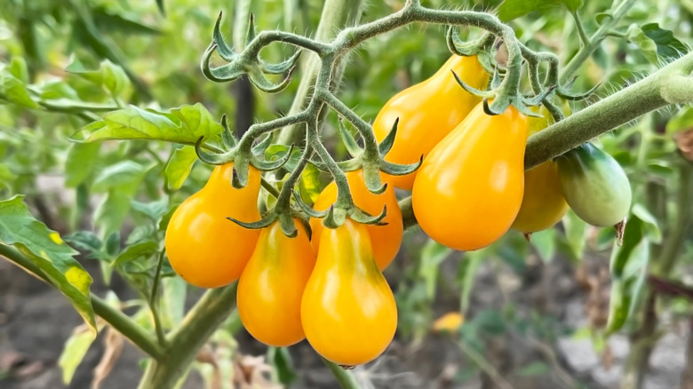'Yellow Pear' tomatoes growing in the garden