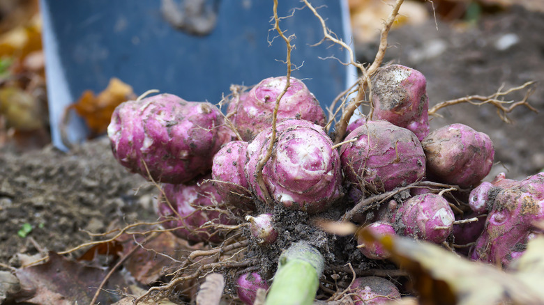 Gardener using a spade to dig up purple sunchoke tubers