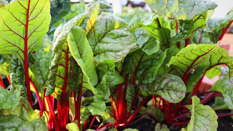 A healthy crop of swiss chard growing in a garden