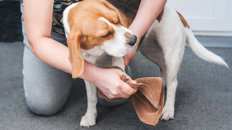 someone wiping beagle with brown washcloth