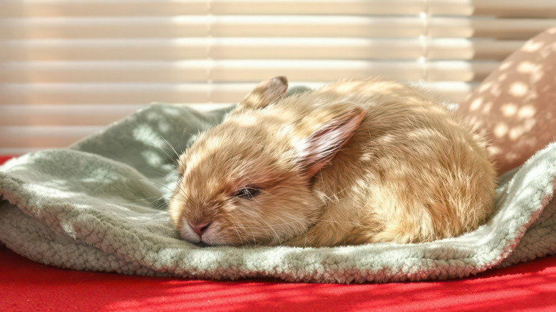 brown pet bunny sleeping on a green blanket in front of a window