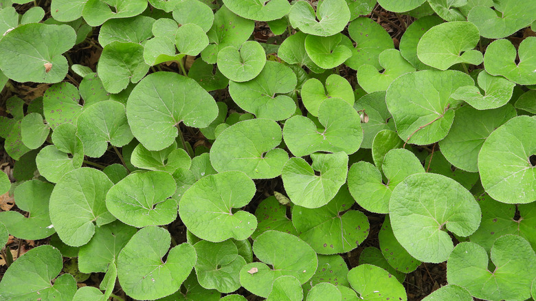 A closeup of light green wild ginger leaves
