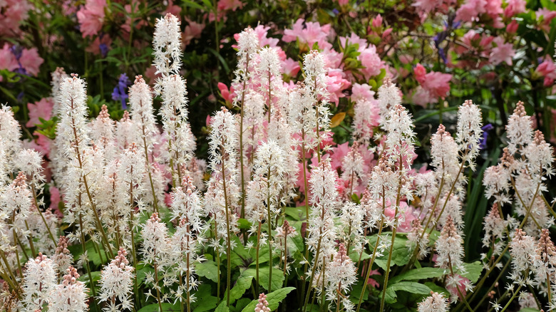 A crop of blooming white foam flower in a garden