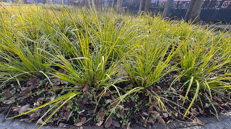 Several crops of japanese sweet flag growing in a planter