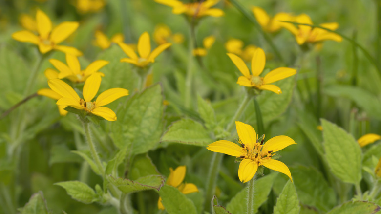 A closeup of a swath of blooming green-and-gold flowers