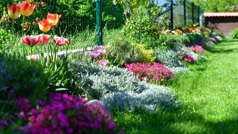 Garden featuring various ground cover plants and flowers