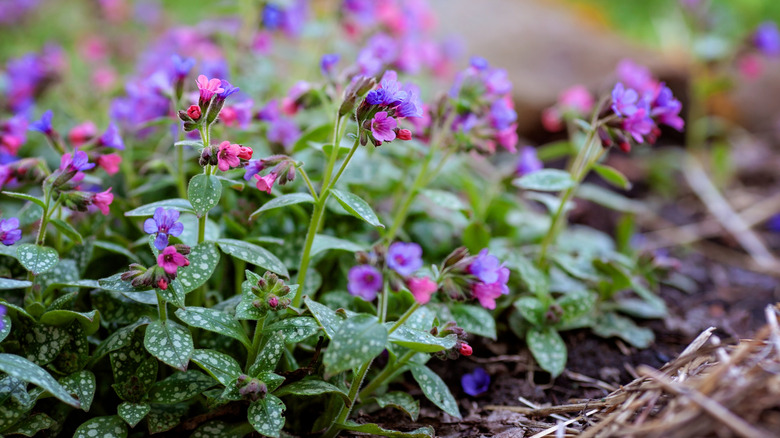 A closeup of purple and pink lungwort flowers