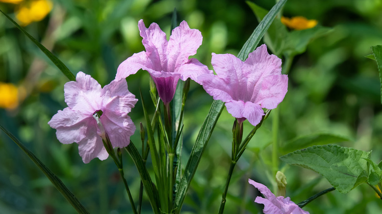 A closeup of purple prairie petunia flowers