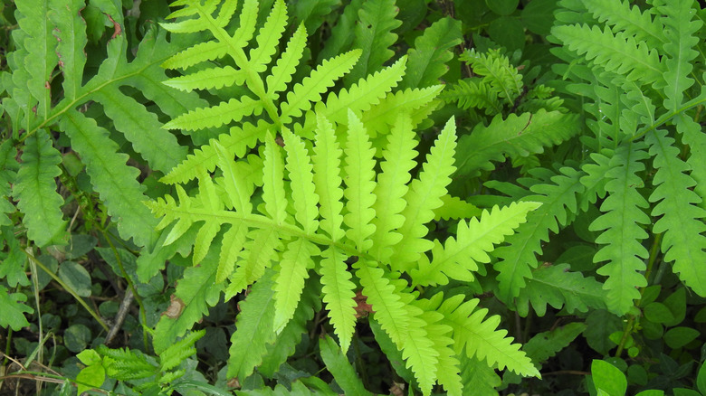 An overhead shot of overlapping sensitive fern leaves