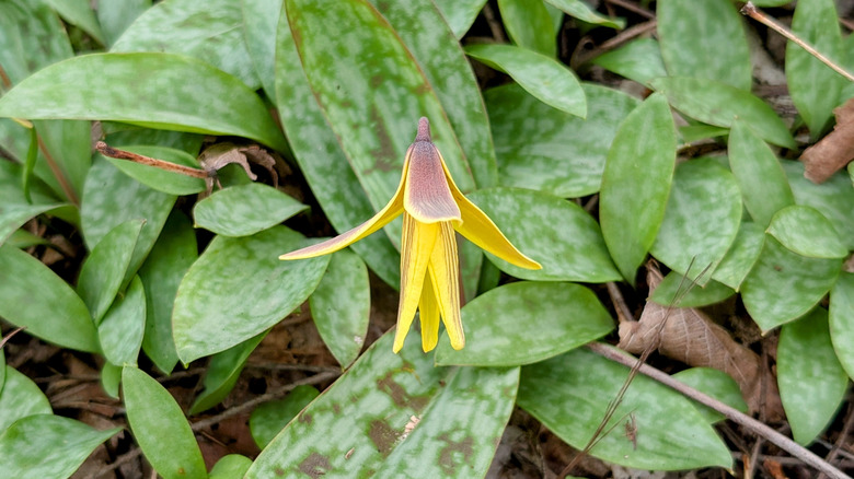 A blooming trout lily growing amongst its foliage