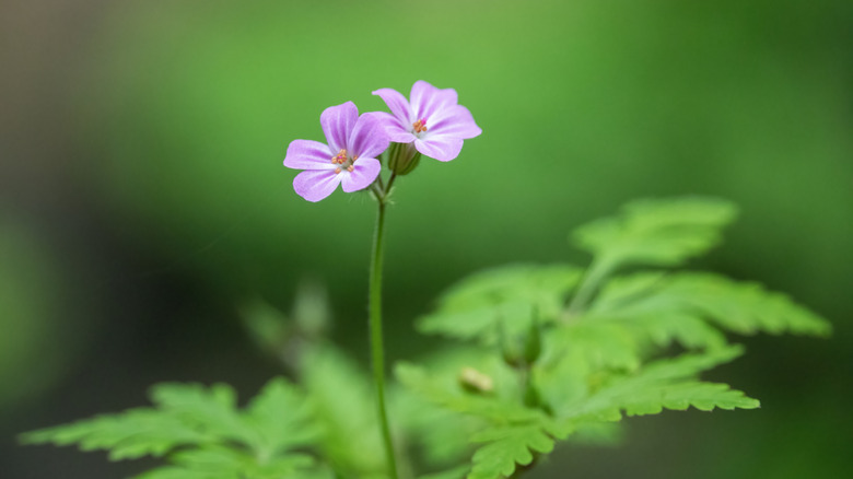 A closeup of two wild geranium flowers