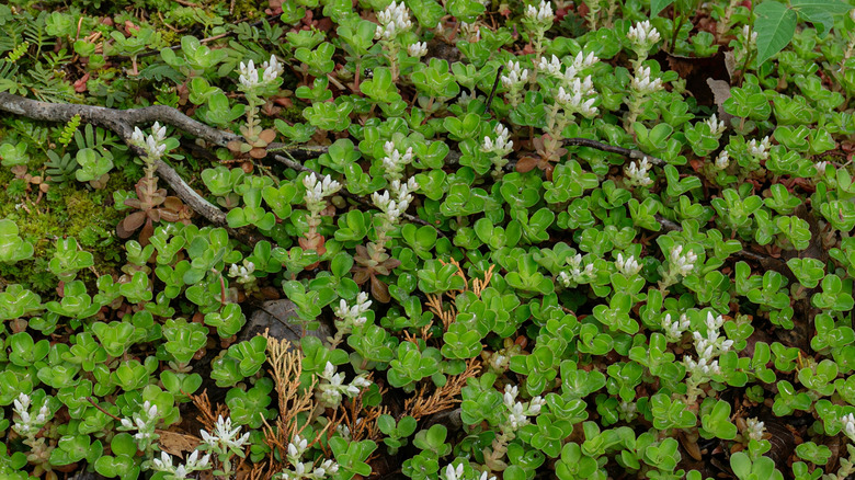 Flowering woodland stonecrop growing on the ground