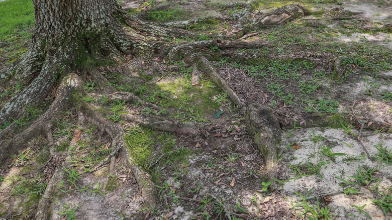 Tree roots expanding