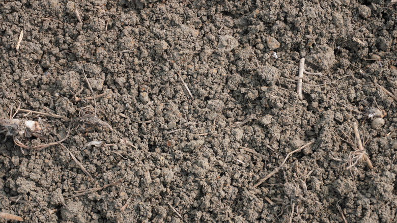 Dry loose soil