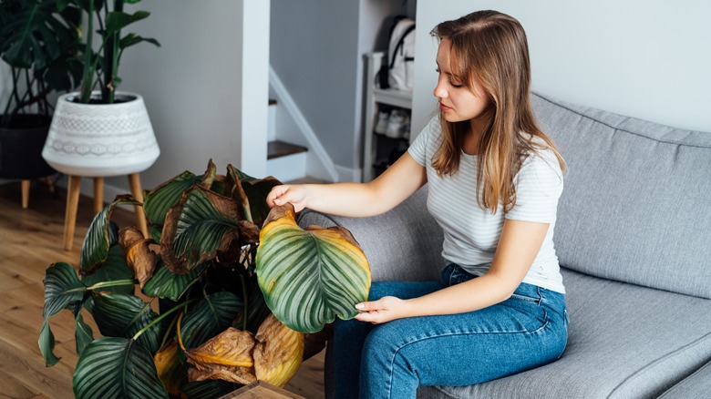 young woman holding yellowing houseplant leaf