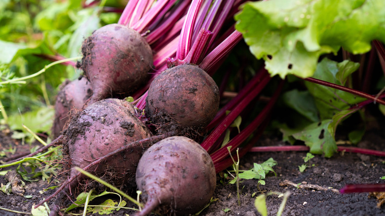 Beet harvest on the background of a vegetable garden.