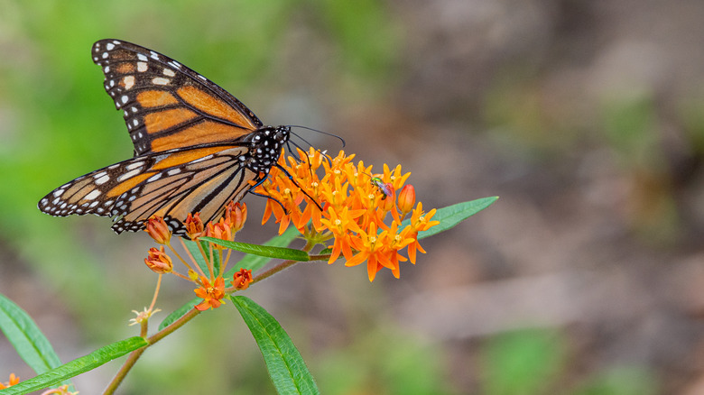 Orange monarch butterfly perched on orange flowers of butterfly weed