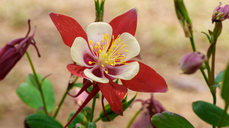 Close-up of white and red Columbine