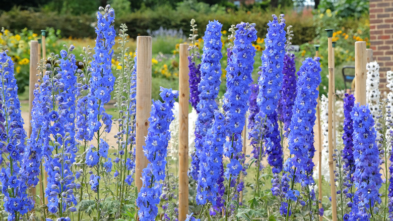 Dark blue and white Delphinium