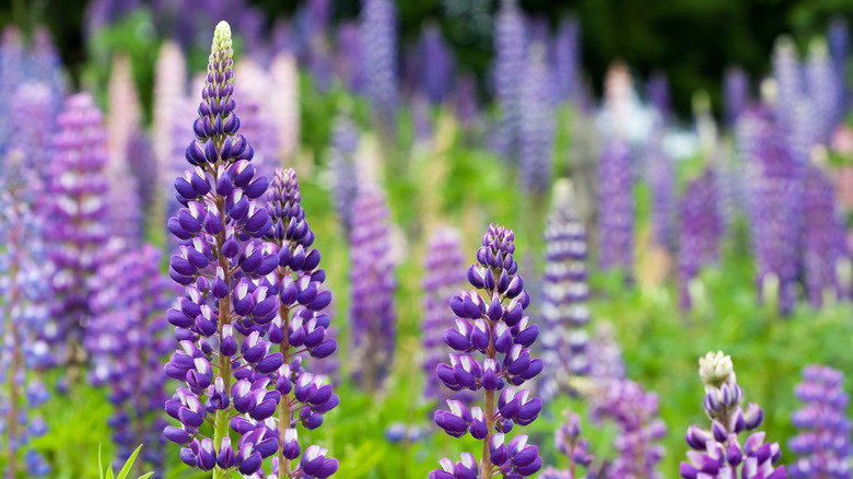 Wild lupines growing