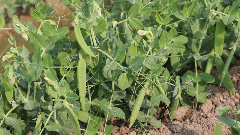 healthy young pea pods on plants in the field.